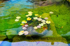 Lily Pads